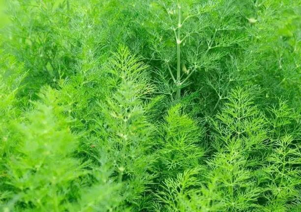 1656072701709216.jpg 2++.jpg