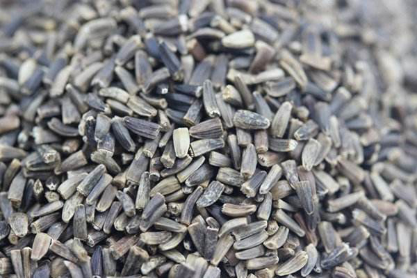 1656235341525120.jpeg 菊苣種子.jpeg