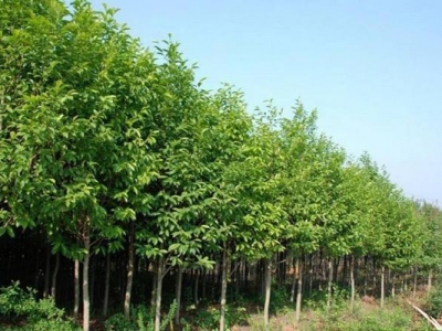 大葉女貞種子什么時間播種？