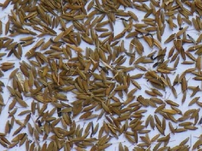 野生蒲公英種子什么時(shí)間播種？