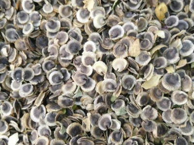 蜀葵種子播種季節(jié)