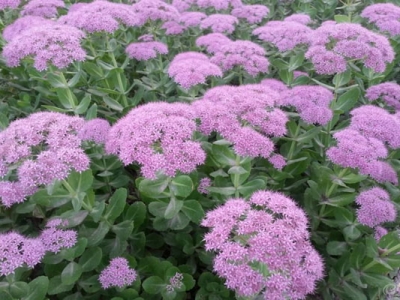 八寶景天種子什么時(shí)間種？