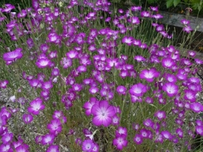 麥仙翁種子播種時(shí)間是幾月？