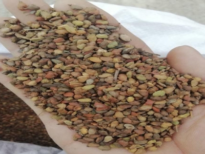 黃櫨種子什么時(shí)間采摘？