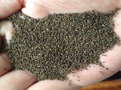 半枝蓮種子種植的時間在幾月？