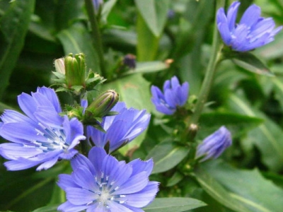 菊苣種子的播種時間是幾月？