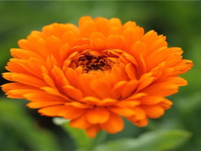 金盞菊種子的種植時(shí)間是在什么時(shí)候？