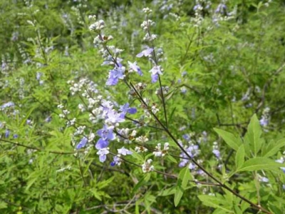 荊條種子播種時間是幾月？