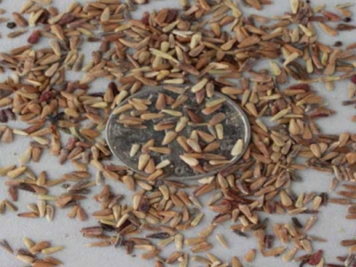 翠菊種子種植時(shí)間是幾月？