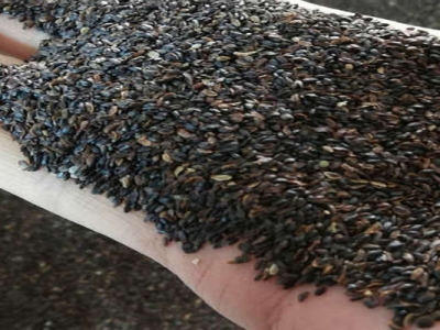 桔梗種子播種時(shí)間是幾月？