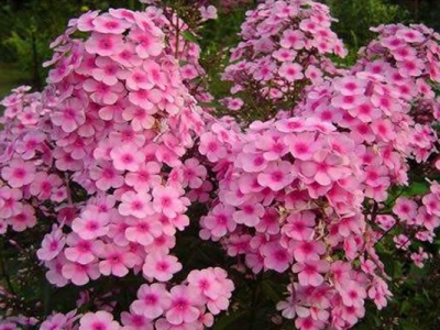 福祿考種子的種植時間在幾月？