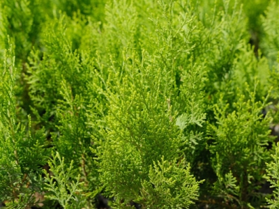 側(cè)柏種子采收時(shí)間是幾月？