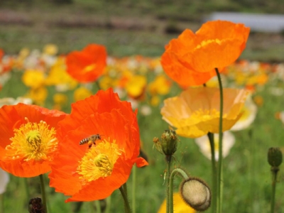 向日葵和虞美人種子需不需要泡水？
