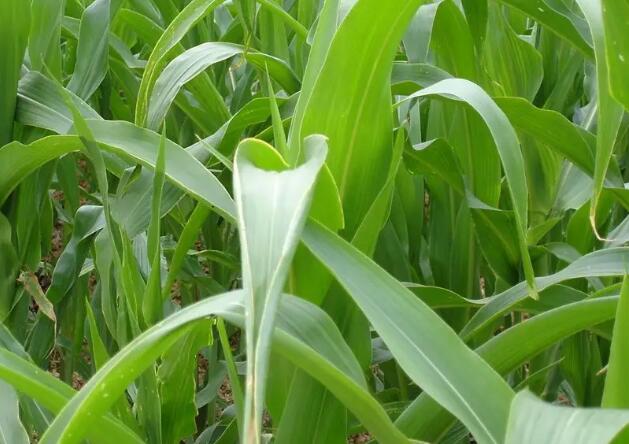 1657259772959530.jpg 5++.jpg