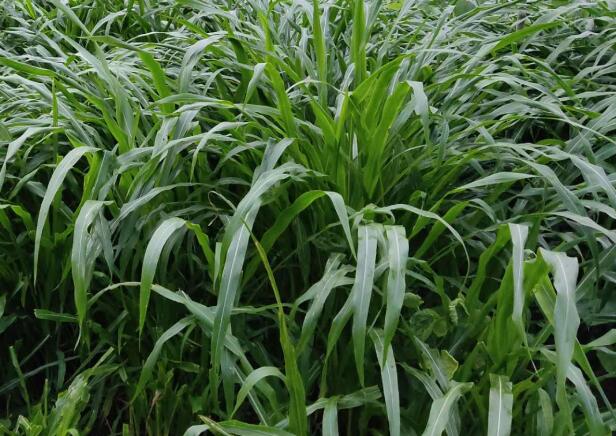 1657261739526191.jpg 1+.jpg