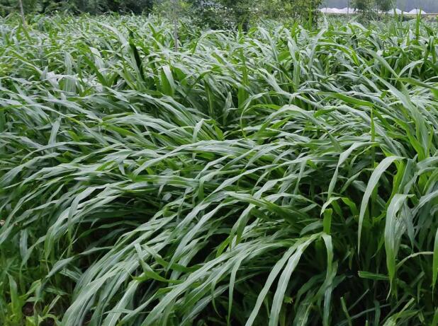 1657261750988719.jpg 1.jpg