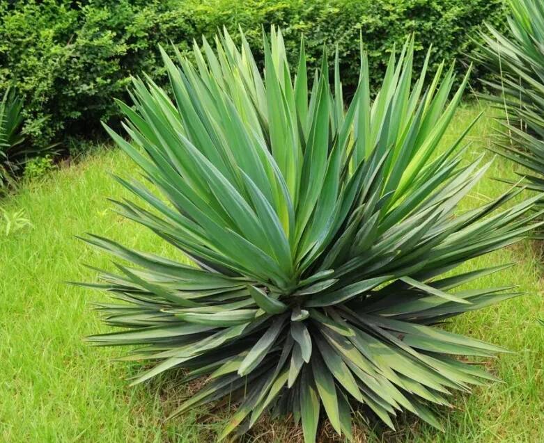 1657500740553414.jpg 1657500740553414.jpg