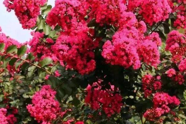 1658284579595123.jpg 5+.jpg