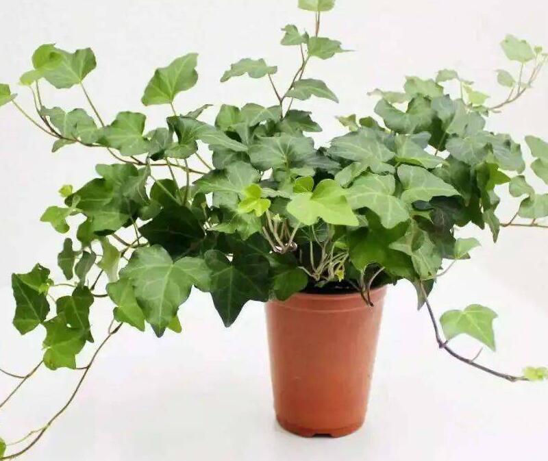 1658454701892404.jpg 3.jpg