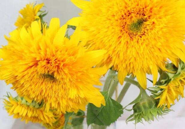 1658483142376625.jpg 6++.jpg