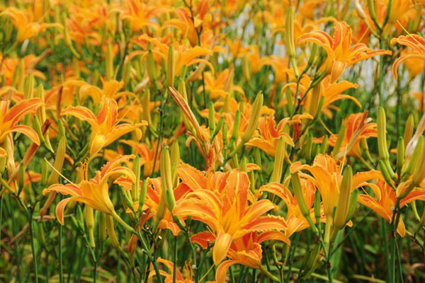 1658805567951234.jpeg 萱草花.jpeg