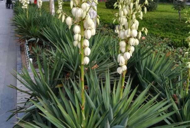 1658847234437381.jpg 8++.jpg