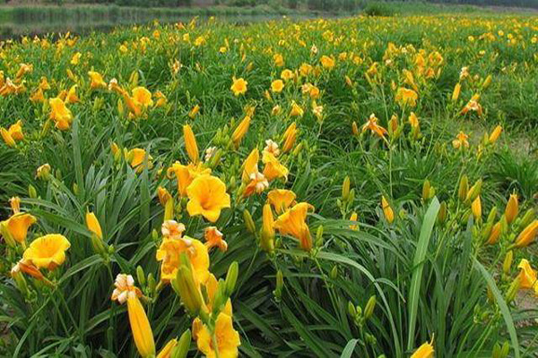 1658885788470672.jpeg 萱草3.jpeg