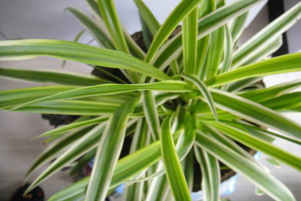 1658889662663748.jpeg 金邊吊蘭2.jpeg