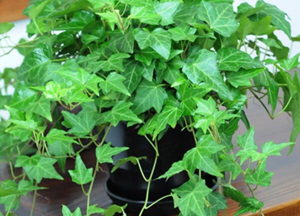 1659191560870247.jpg 9.jpg