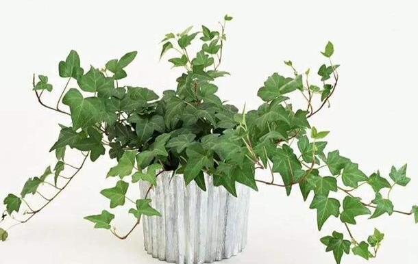 1659191582669850.jpg 9+.jpg