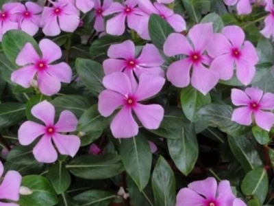 長(zhǎng)春花種子什么季節(jié)出芽率高