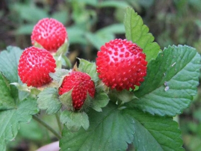 蛇莓種子價格是多少錢一斤？