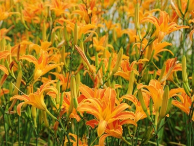 大花萱草和萱草的區(qū)別是什么？