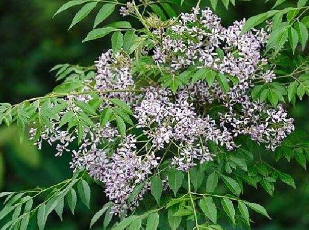 1659688975333675.jpg 3+.jpg