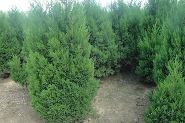 1660637941863343.jpg 圓柏3.jpg