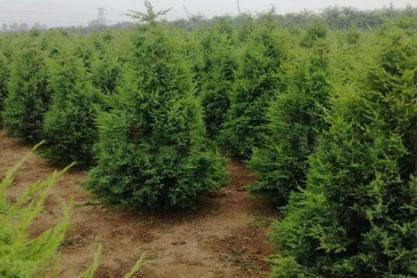 1660637949382232.jpeg 圓柏2.jpeg