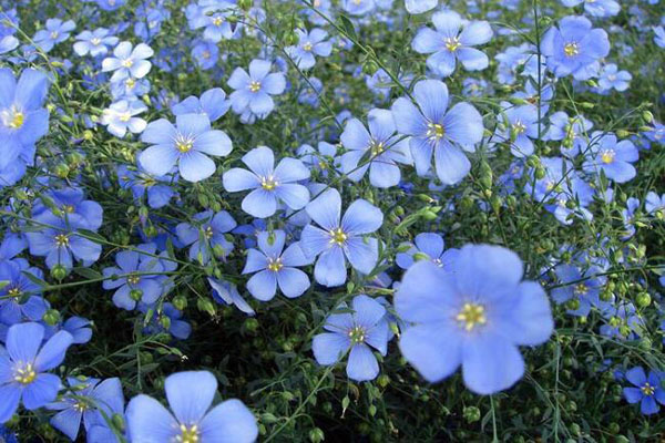 1660639471357944.jpeg 藍(lán)花亞麻1.jpeg