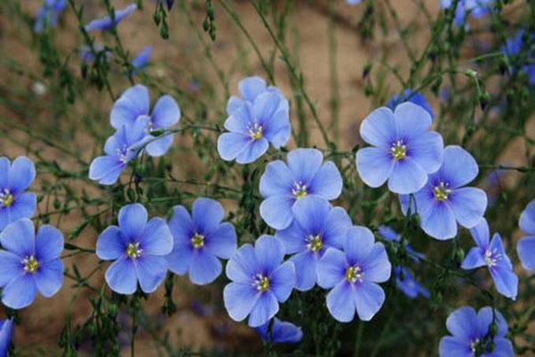 1660639479269470.jpeg 藍(lán)花亞麻2.jpeg