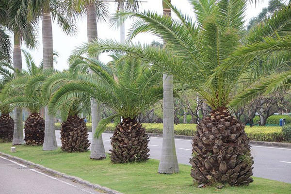 1660640761186413.jpeg 棕櫚1.jpeg