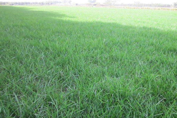 1660641698827891.jpg 黑麥草1.jpg