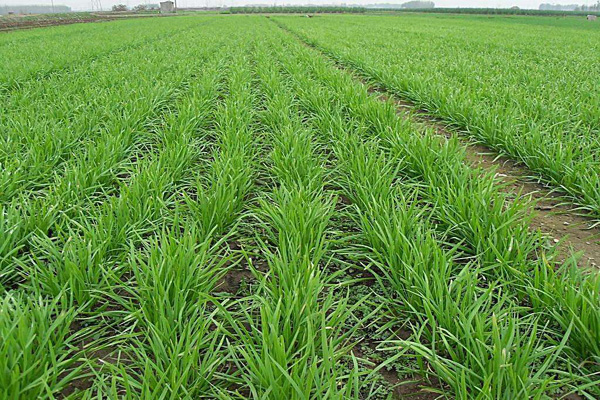 1660641707151892.jpeg 多年生黑麥草3.jpeg