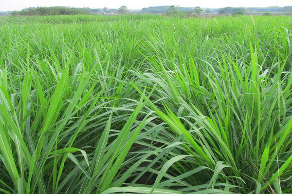 1660641716306897.jpeg 一年生黑麥草3.jpeg