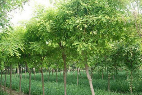 1660692114854298.jpeg 紫穗槐1.jpeg