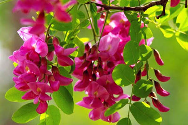 1660692132570827.jpeg 紫穗槐3.jpeg