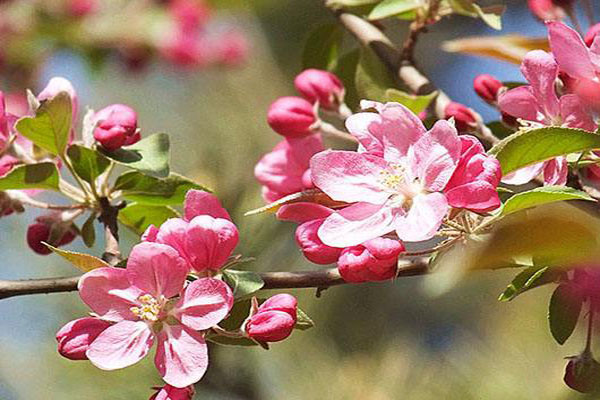 1660705984336833.jpeg 北美海棠1.jpeg