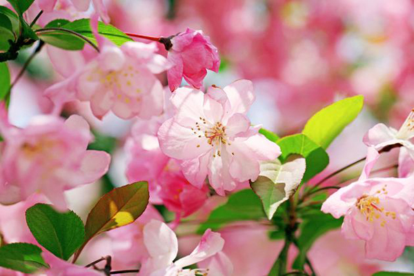 1660706003443123.jpeg 海棠1.jpeg