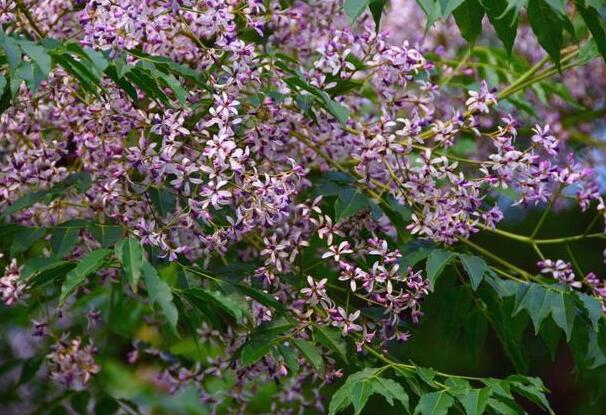 1661179636179733.jpg 0+.jpg