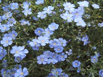 藍(lán)花亞麻種子什么時(shí)候成熟？