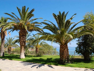 棕櫚樹種子什么時候成熟？