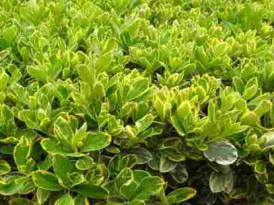 金邊黃楊種子什么時候成熟？